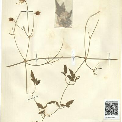 Clematis glauca Willd. x C. orientalis L. -  RO-HSepv 12144 photo