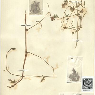 Clematis orientalis L. -  RO-HSepv 12141 photo