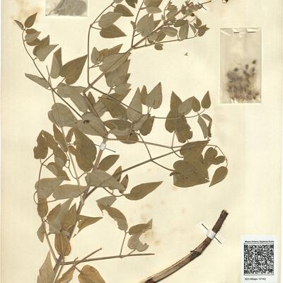 Clematis recta L. -  RO-HSepv 12142 photo