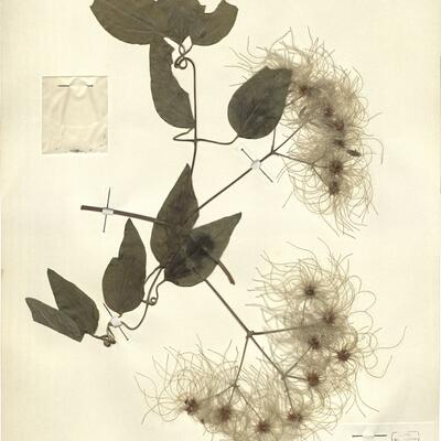 Clematis vitalba L. -  RO-HSepv 12143 photo