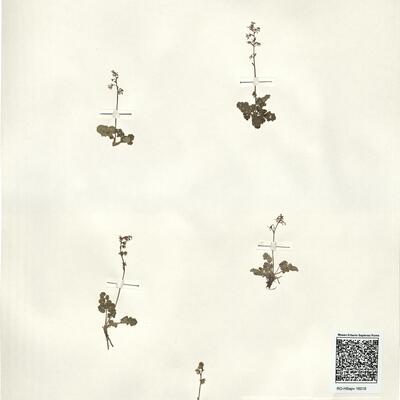 Thalictrum alpinum L. -  RO-HSepv 16018 photo