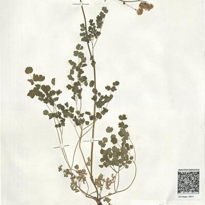 Thalictrum calabricum Spreng. -  RO-HSepv 18973 photo