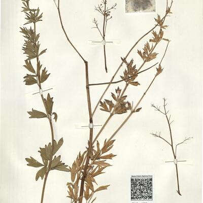 Thalictrum flavum L. subsp. flavum -  RO-HSepv 14045 photo