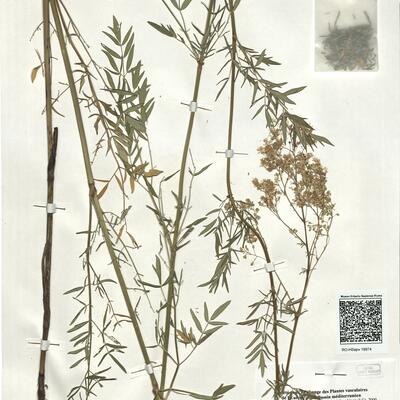 Thalictrum lucidum L. -  RO-HSepv 18974 photo