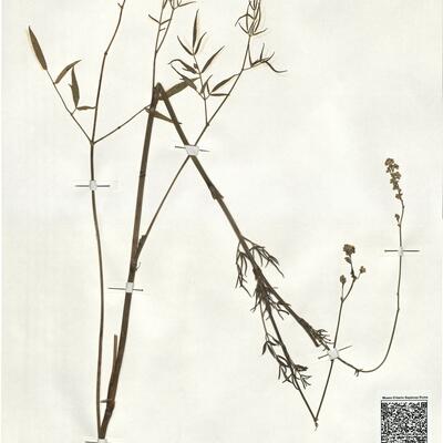 Thalictrum maritimum Léon Dufour -  RO-HSepv 18975 photo