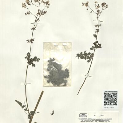 Thalictrum minus L. proles delarbrei (Lamotte) Rouy & Fouc. -  RO-HSepv 16019 photo