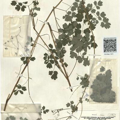 Thalictrum minus L. proles delarbrei (Lamotte) Rouy & Fouc.  -  RO-HSepv 13075 photo