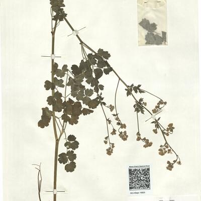 Thalictrum minus L. subsp. minus -  RO-HSepv 16925 photo