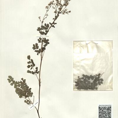 Thalictrum minus L. subsp. minus -  RO-HSepv 14046 photo