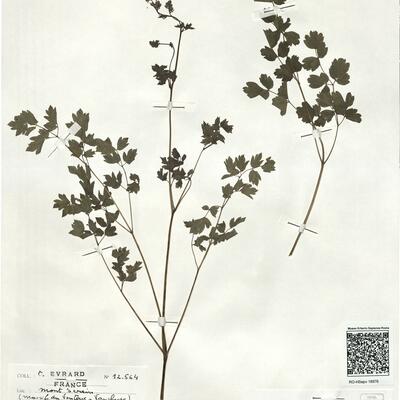 Thalictrum minus L. subsp. pubescens Arcang. - RO-HSepv 18976 photo