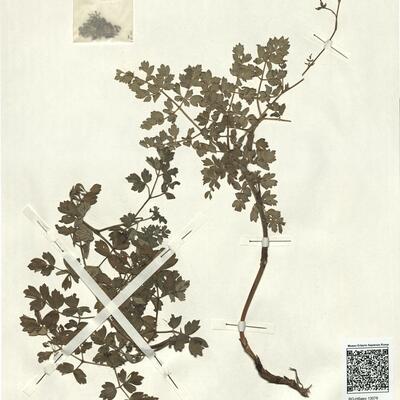 Thalictrum minus L. subsp. pubescens Arcang. -  RO-HSepv 13076 photo