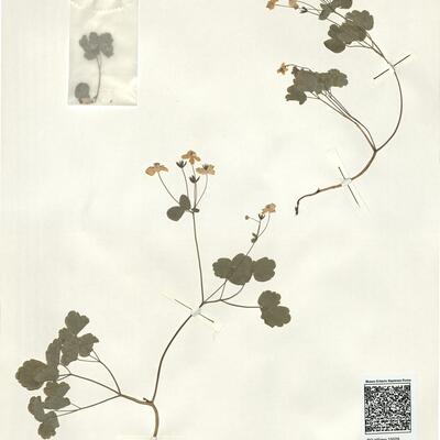 Thalictrum orientale Boiss. -  RO-HSepv 15029 photo