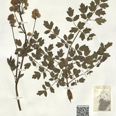 Thalictrum speciosissimum L. subsp speciosissimum -  RO-HSepv 18977 photo