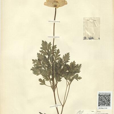 Pulsatilla alpina (L.) Delarbre subsp. apiifolia (Scop.) Nyman -  RO-HSepv 12148 photo