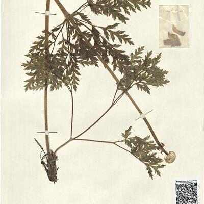 Pulsatilla alpina (L.) Delarbre subsp. apiifolia (Scop.) Nyman -  RO-HSepv 13064 photo