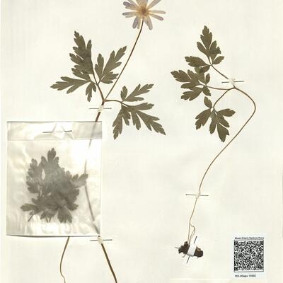 Anemone apennina L. -  RO-HSepv 15992 photo