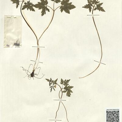 Anemone apennina L. -  RO-HSepv 13053 photo