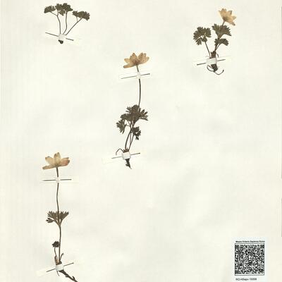 Anemone baldensis L. -  RO-HSepv 15008 photo