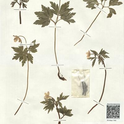 Anemone nemorosa L. -  RO-HSepv 17903 photo