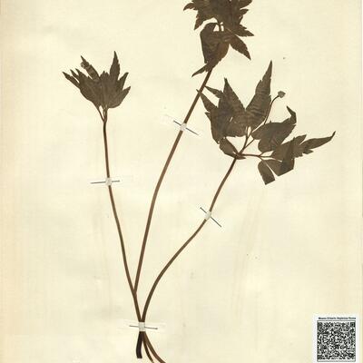 Anemone nemorosa L. -  RO-HSepv 11218 photo