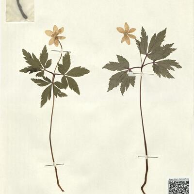 Anemone nemorosa L. -  RO-HSepv 13054 photo