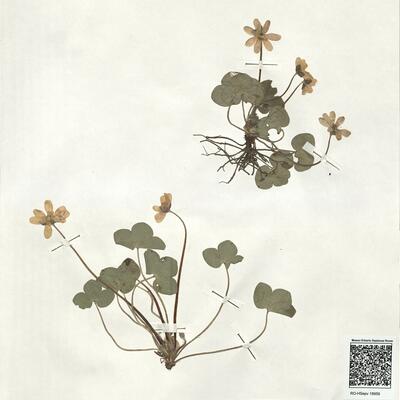 Hepatica nobilis Schreb. -  RO-HSepv 18959 photo