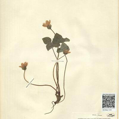 Hepatica nobilis Mill. -  RO-HSepv 12146 photo