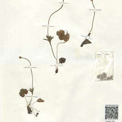 Anemone palmata L. -  RO-HSepv 17904 photo