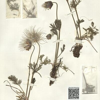 Pulsatilla pratensis (L.) Mill. subsp. pratensis  -  RO-HSepv 15014 photo