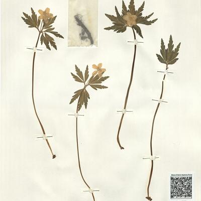 Anemone ranunculoides L. subsp. ranunculoides -  RO-HSepv 15993 photo