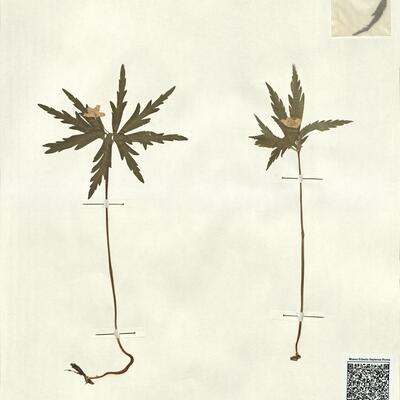 Anemone ranunculoides L. subsp. ranunculoides -  RO-HSepv 13055 photo