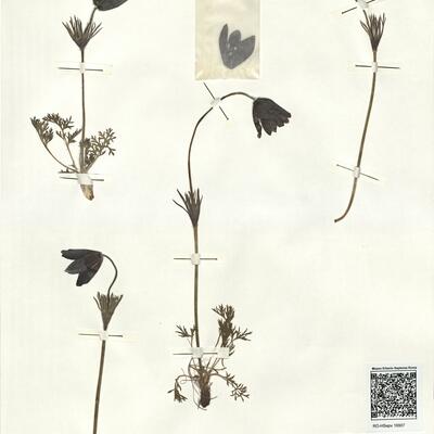 Pulsatilla rubra (Lam.) Delarbre subsp. rubra var. serotina (Coste) Aichele et Schwegler -  RO-HSepv 16907 photo