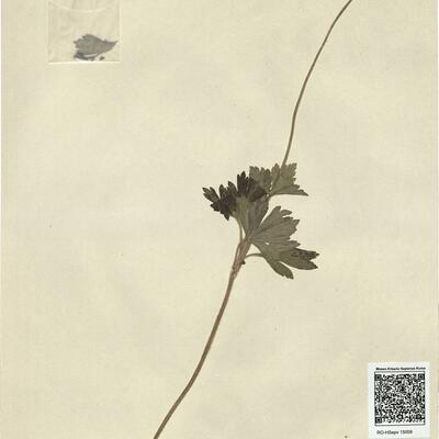 Anemone sylvestris L. -  RO-HSepv 15009 photo