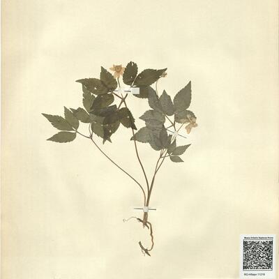 Anemone trifolia L. -  RO-HSepv 11219 photo