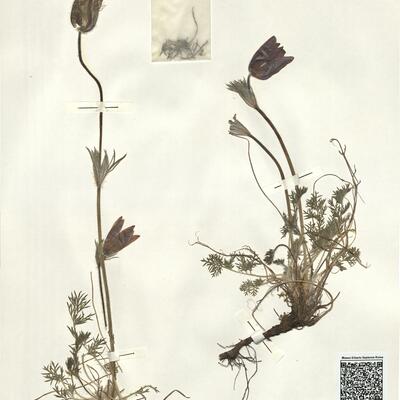 Pulsatilla vulgaris Mill. subsp. vulgaris -  RO-HSepv 14033 photo