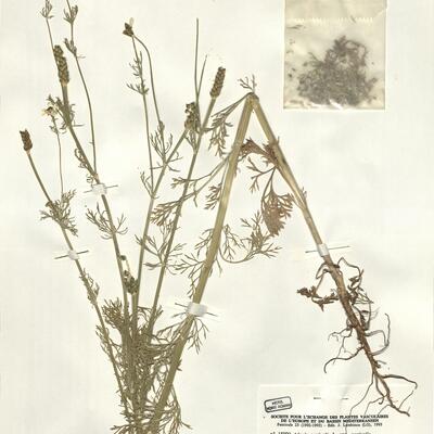 Adonis aestivalis L. var. aestivalis -  RO-HSepv 15990 photo