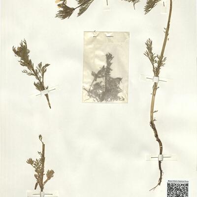 Adonis aestivalis L. subsp. aestivalis -  RO-HSepv 15006 photo