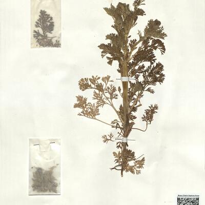 Adonis annua L. subsp. annua -  RO-HSepv 17902 photo