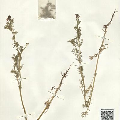 Adonis annua L. subsp. annua -  RO-HSepv 14027 photo