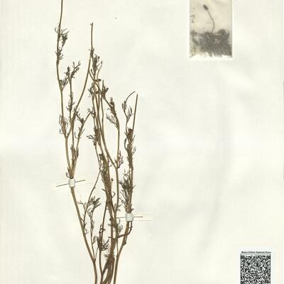 Adonis flammea Jacq. -  RO-HSepv 15007 photo