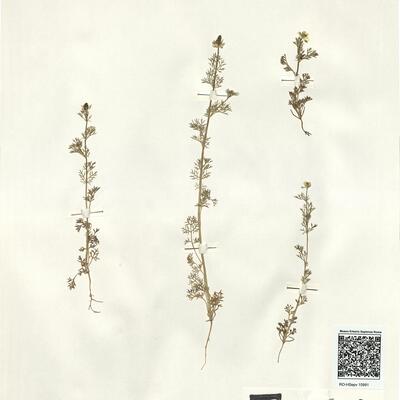 Adonis microcarpa DC.  -  RO-HSepv 15991 photo