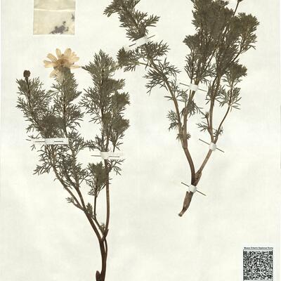 Adonis vernalis L. -  RO-HSepv 16897 photo