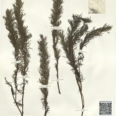 Adonis vernalis L. -  RO-HSepv 14028 photo