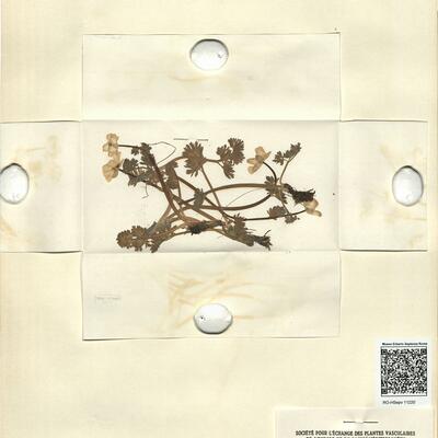 Callianthemum coriandrifolium Reichenb. -  RO-HSepv 11220 photo