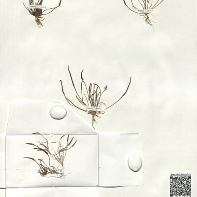 Myosurus minimus L. -  RO-HSepv 18960 photo