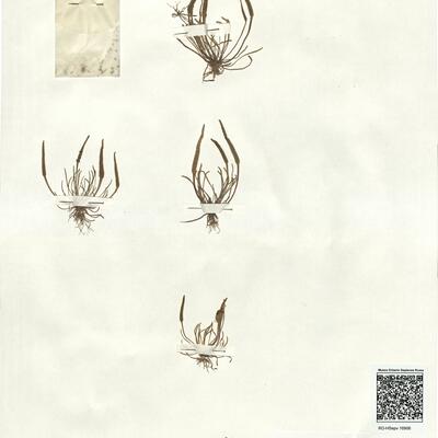 Myosurus minimus L. -  RO-HSepv 16906 photo