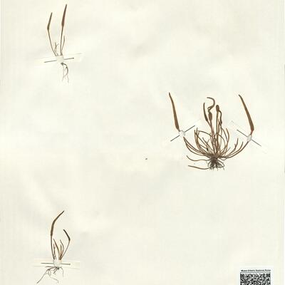 Myosurus minimus L. -  RO-HSepv 14031 photo