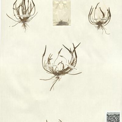 Myosurus minimus L. -  RO-HSepv 13062 photo