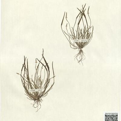 Myosurus minimus L. -  RO-HSepv 13063 photo