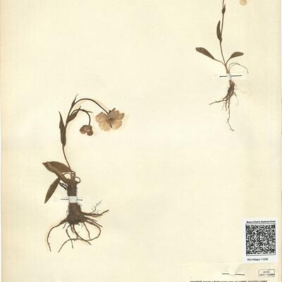 Ranunculus amplexicaulis L. -  RO-HSepv 11226 photo